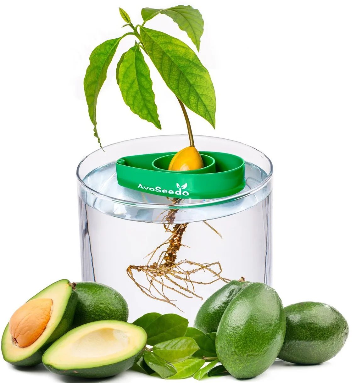 Avocado Tree Growing Kit