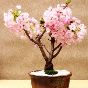 Cherry Bonsai