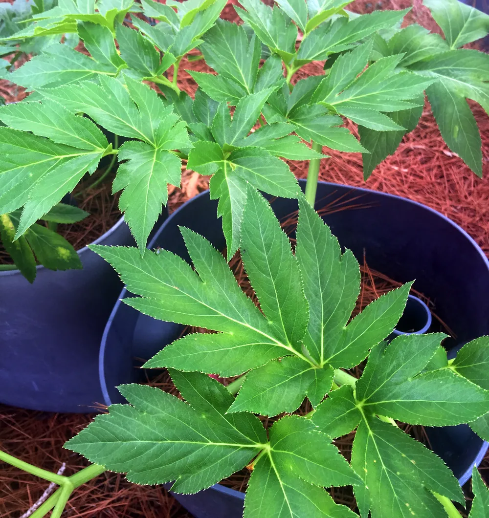 2-years old Ashitaba plants growing in 2 gallon flower pots. 6-10 plants like these are enough for family of 4 to make ashitaba salads every day, prepare ashitaba tea or use ashitaba leaves in your morning smoothies.