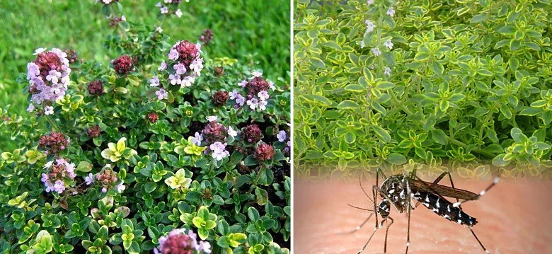 Mosquito Repelling Creeping Lemon Thyme - Live Plant