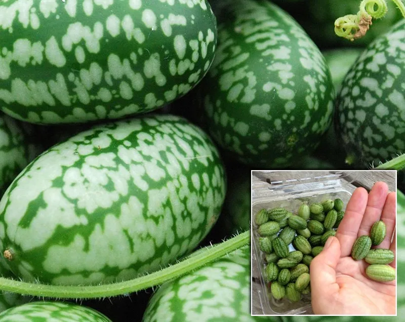 Miniature watermelon cucumbers