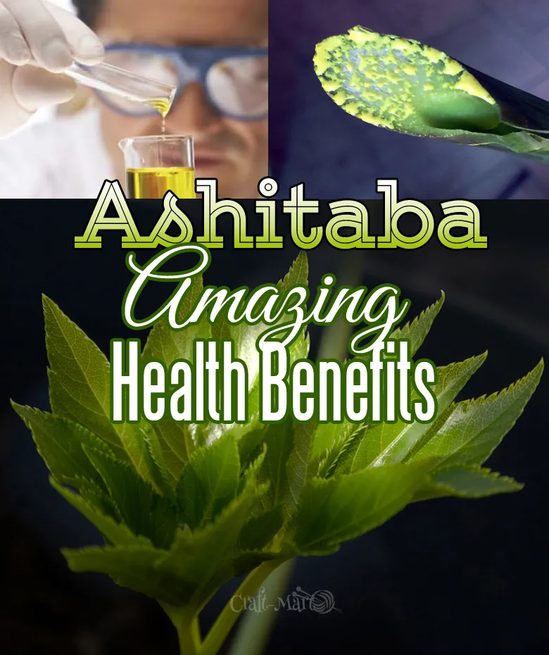 Ashitaba health benefits