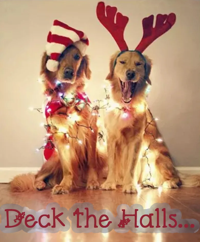 17 MOST CREATIVE AND FUNNY CHRISTMAS PHOTOS (PLUS SAYINGS AND QUOTES) #funnyChristmasphotos; funny Christmas cards; unique Christmas cards