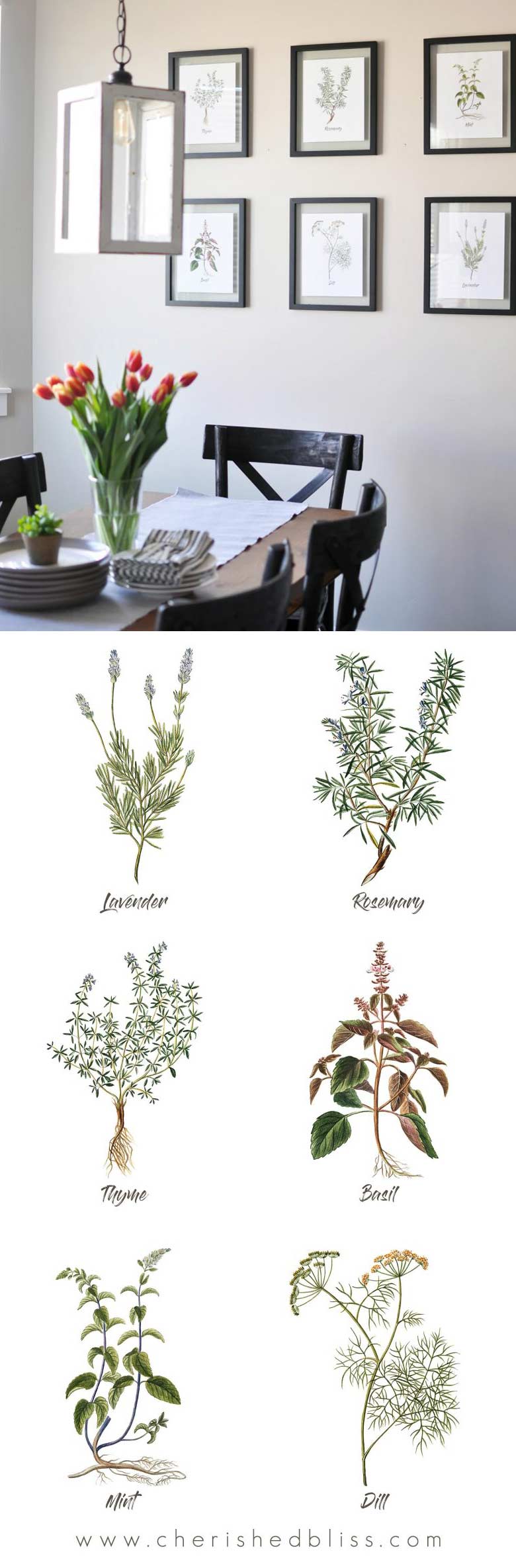 6 Herbal Decor Botanical Pictures