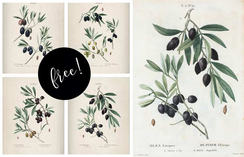 4 Olive Branches - Free Wall Art Pieces