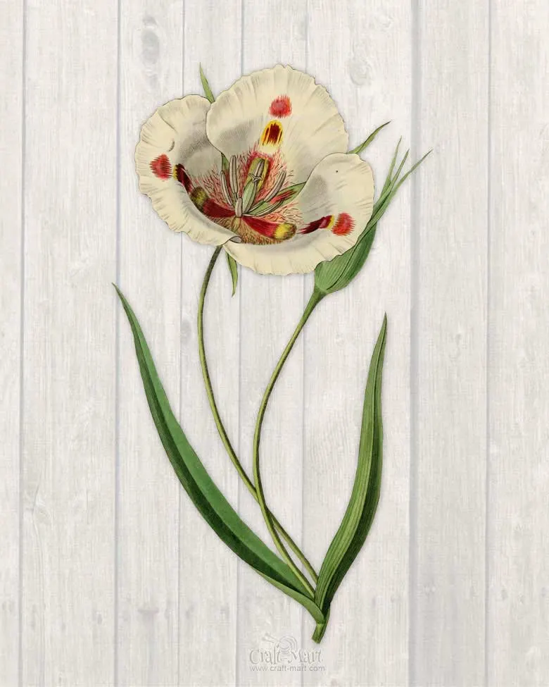 free printable of a spring flower