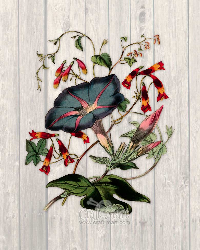 free spring flower print