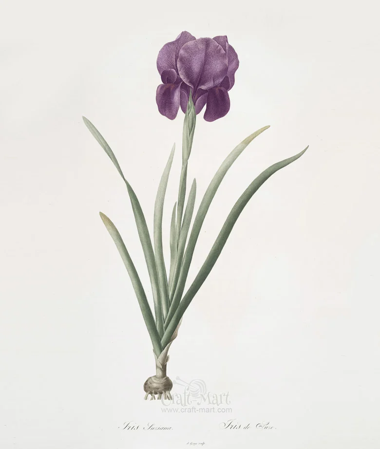 iris flower free print