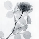 FREE printable 8x10 pictures of flowers produced with kirlian and x-ray methods