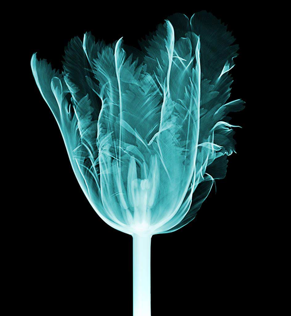 blueflowerxraytulip CraftMart