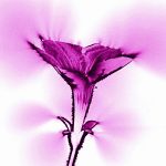 FREE printable 8x10 pictures of flowers produced with kirlian and x-ray methods