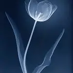 FREE printable 8x10 pictures of flowers produced with kirlian and x-ray methods