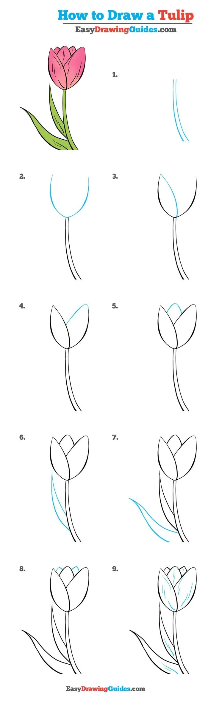 How to Draw a Tulip – Really Easy Drawing Tutorial