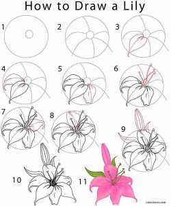 how-to-draw-a-lily - Craft-Mart