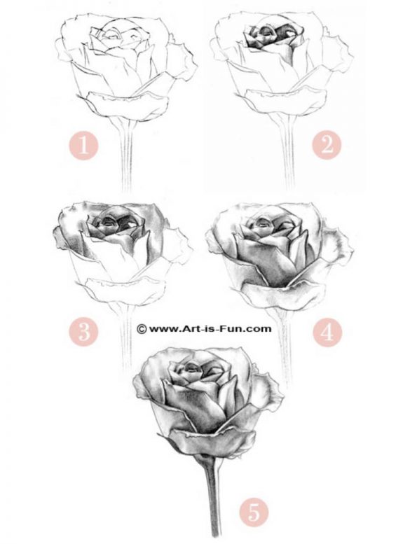 how-to-draw-a-rose-steps - Craft-Mart
