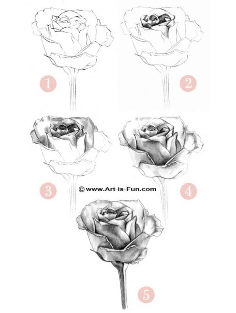 How to draw a rose in 5 steps