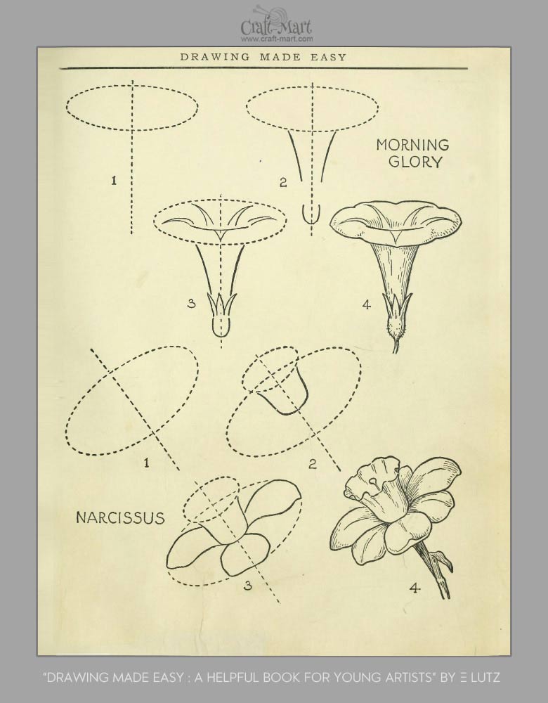how to draw flowers morning glory