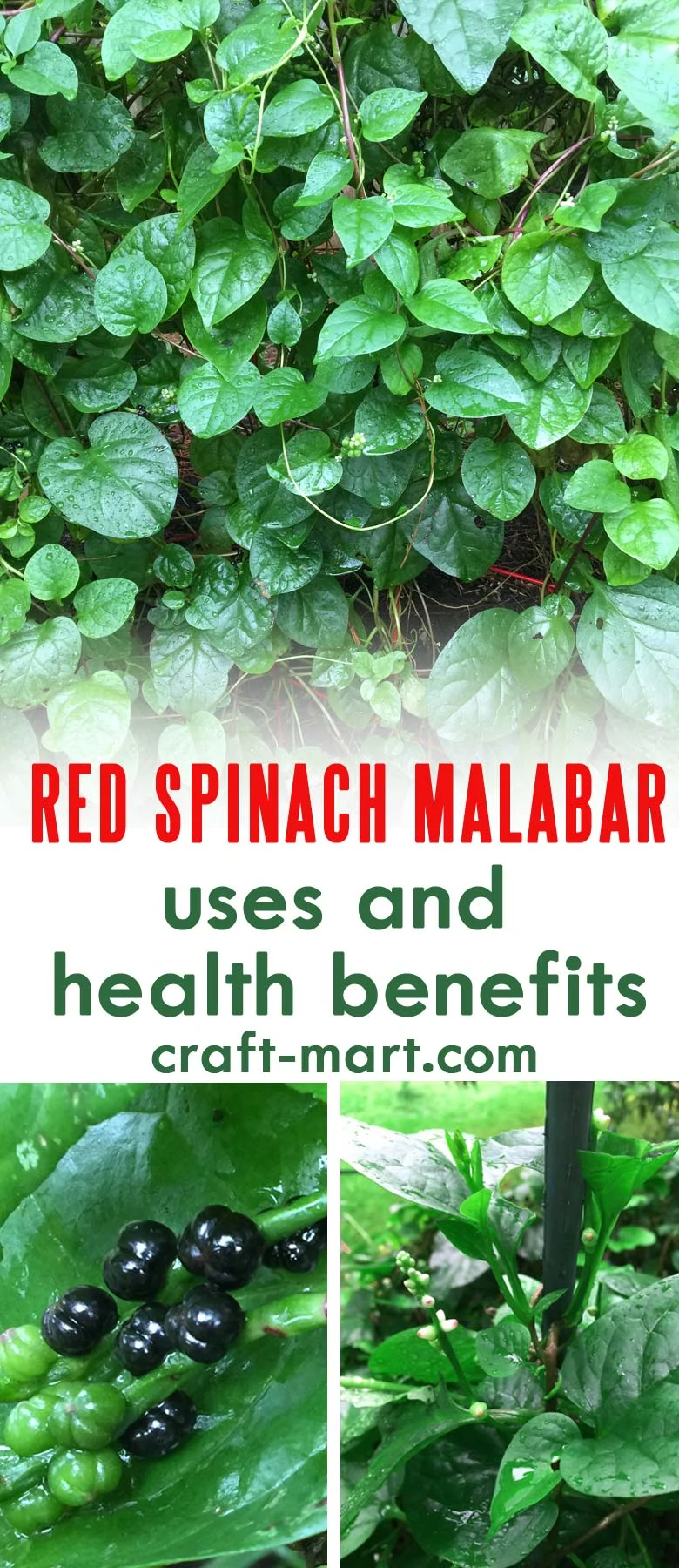 Also known as Ceylon spinach, climbing spinach, gui, acelga trapadora, bratana, libato, vine spinach and Malabar nightshade, Red Spinach Malabar is a member of the Basellaceae family. Meal prep ideas for keto diet #growingredspinachmalabar 