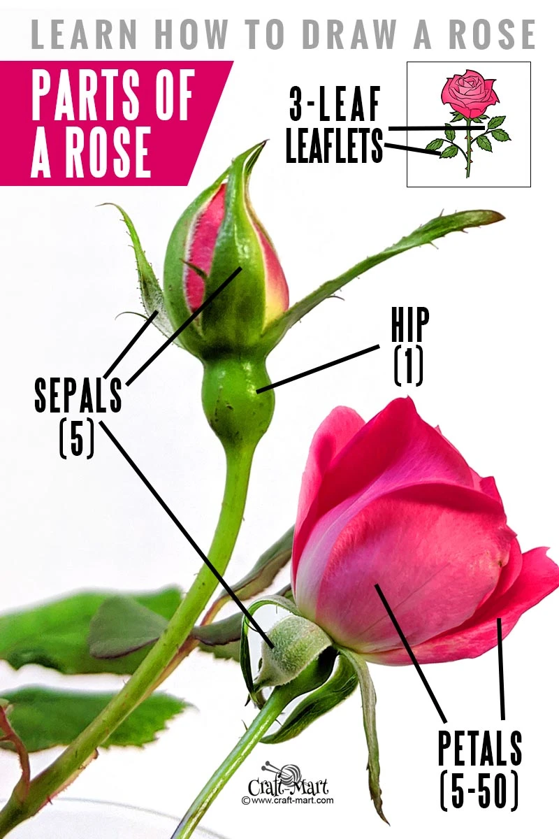 learn parts of a rose before starting your drawing