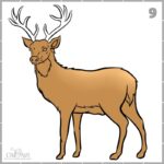 Drawing a deer in 10 steps - easy tutorial - Craft-Mart