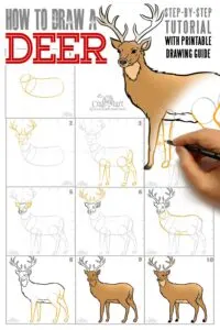 how to draw a deer