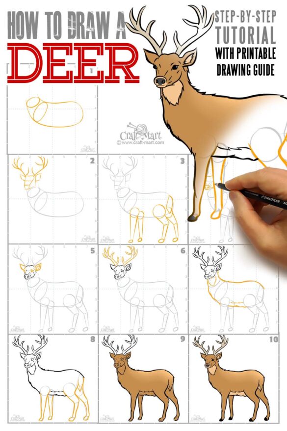 Drawing a deer in 10 steps easy tutorial CraftMart