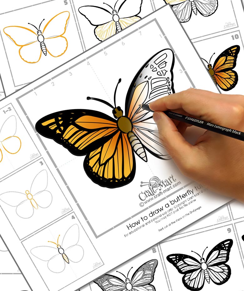 How to draw a butterfly step by step