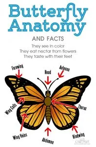 Anatomy diagram for butterfly drawing easy guide