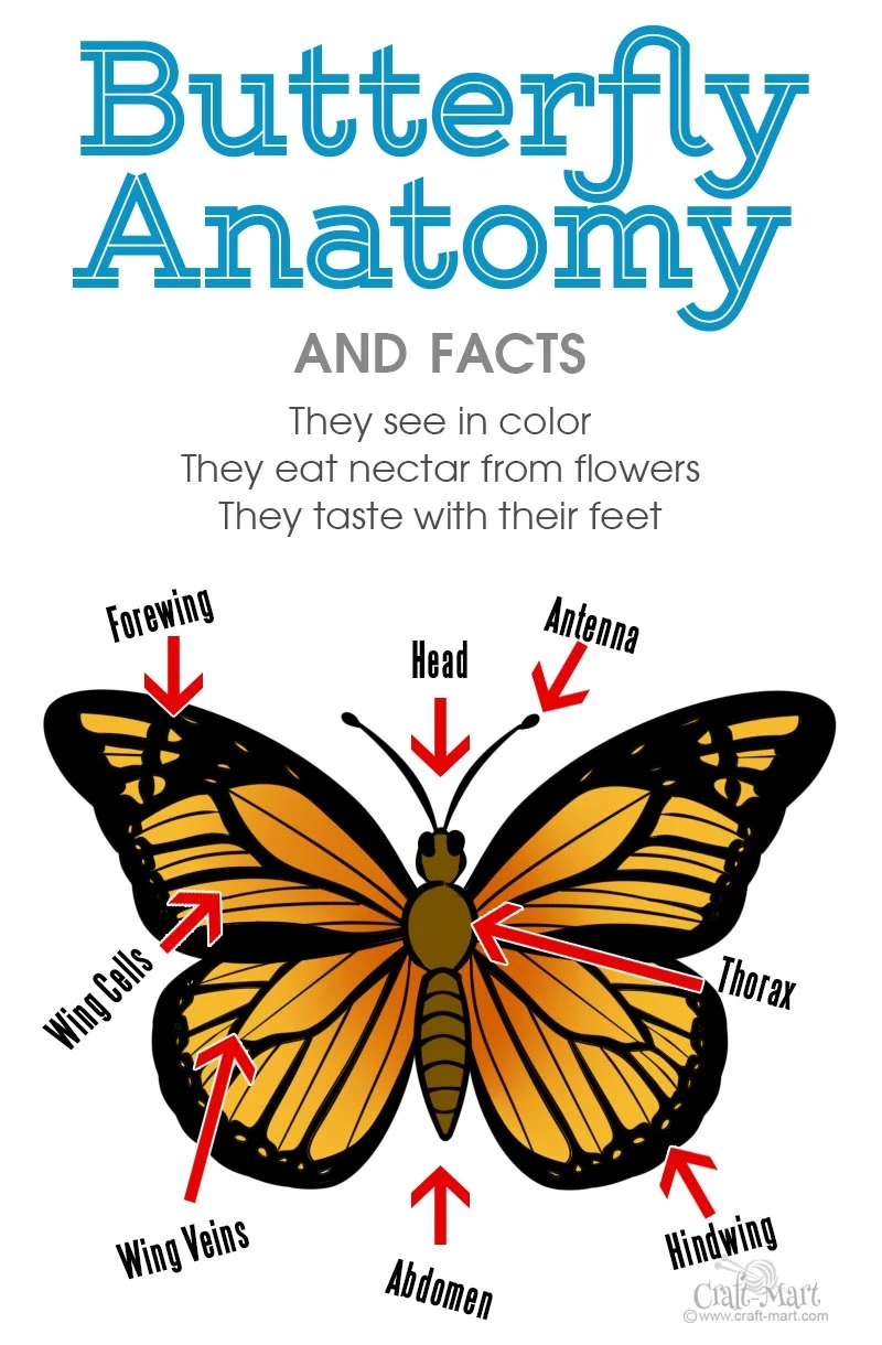 anatomy diagram for butterfly drawing easy guide