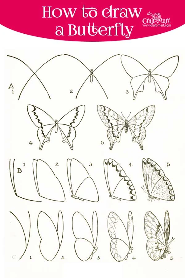 learn frontal and side butterfly drawing