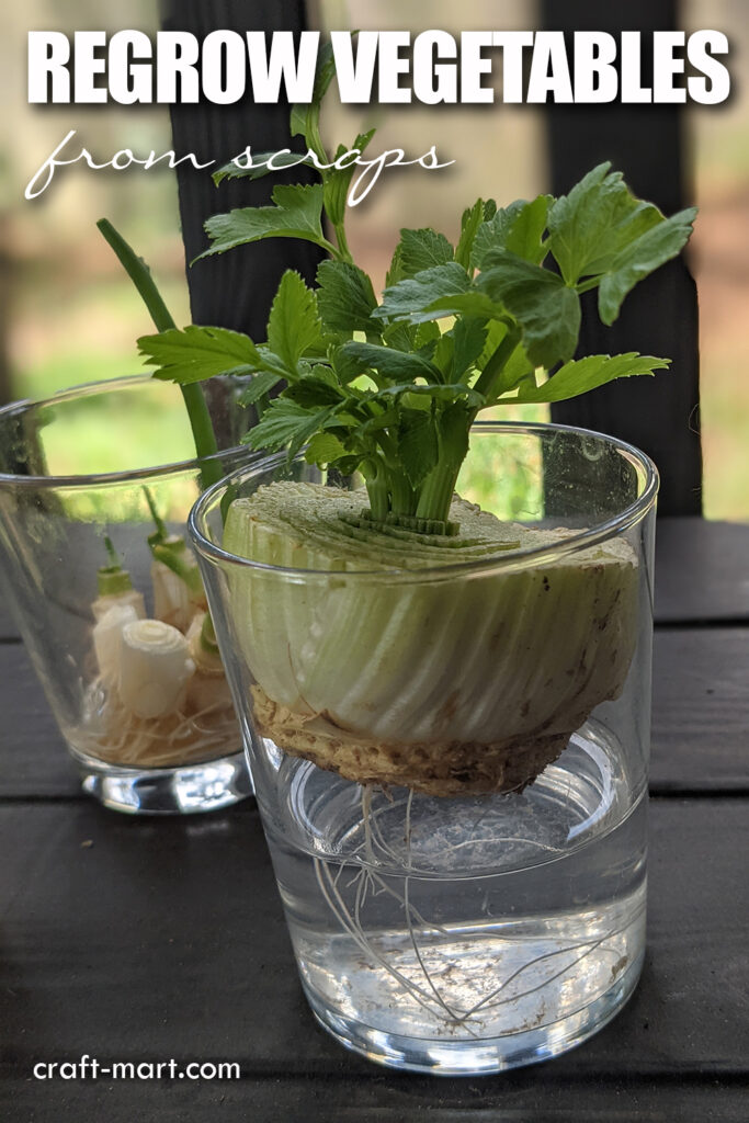 Regrow Celery