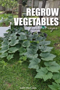 Regrowing Squash from Kitchen Scraps