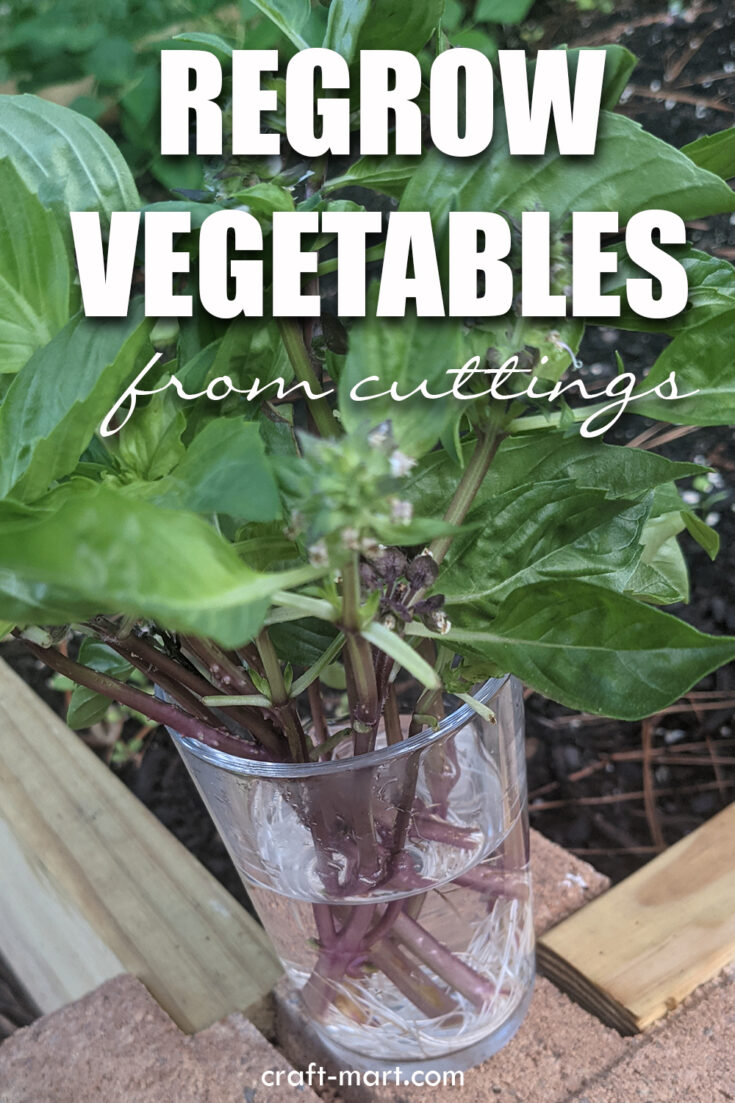 Easiest Vegetables to Grow from Scraps CraftMart