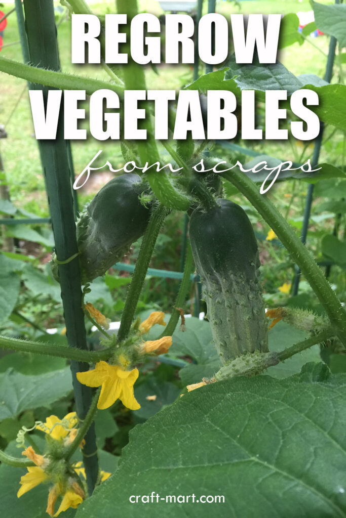 Growing Cucumbers from Garden Waste