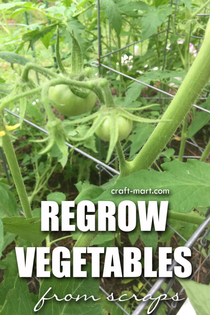 Easiest Vegetables to Grow from Kitchen Scraps