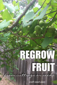 Easy-to-Grow Muscadine Grapes