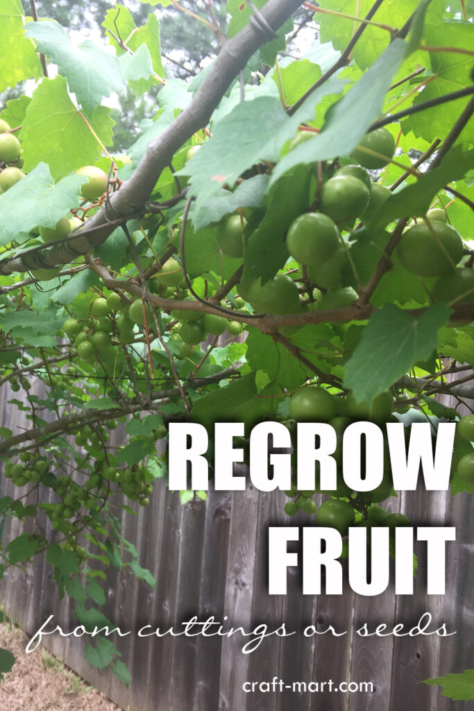 Easy-to-Grow Muscadine Grapes