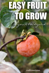 Growing Persimmons