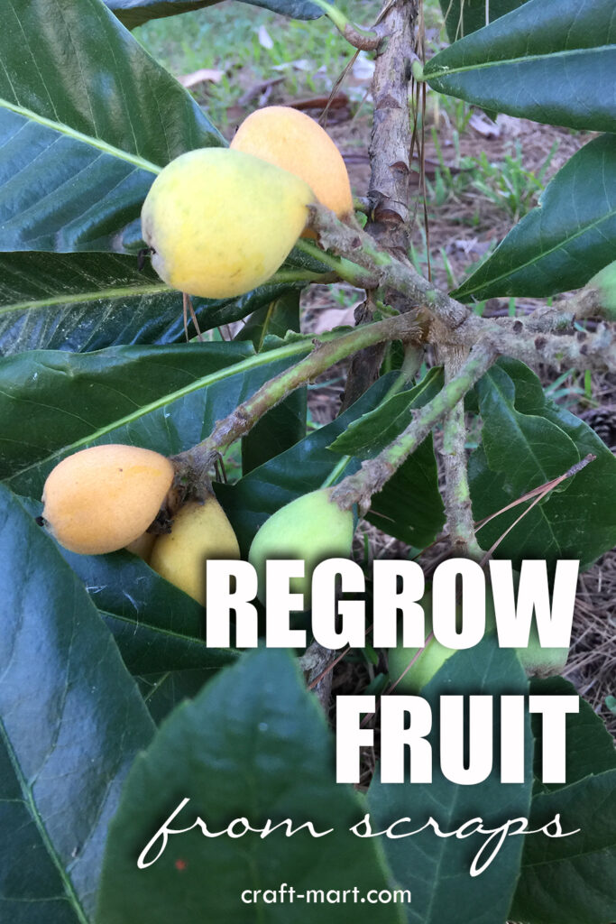 easy fruit to grow - loquat