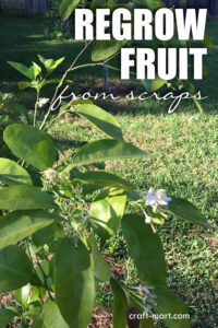 easy citrus trees to grow: kumquats