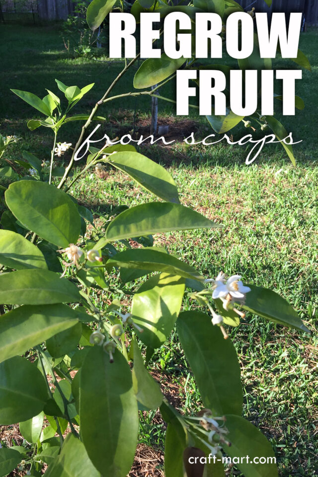 Easy Fruit to Grow CraftMart