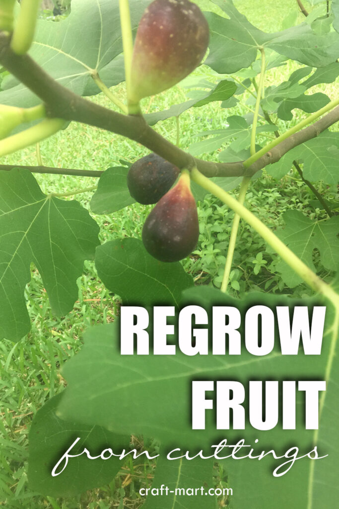 easy-to-grow figs