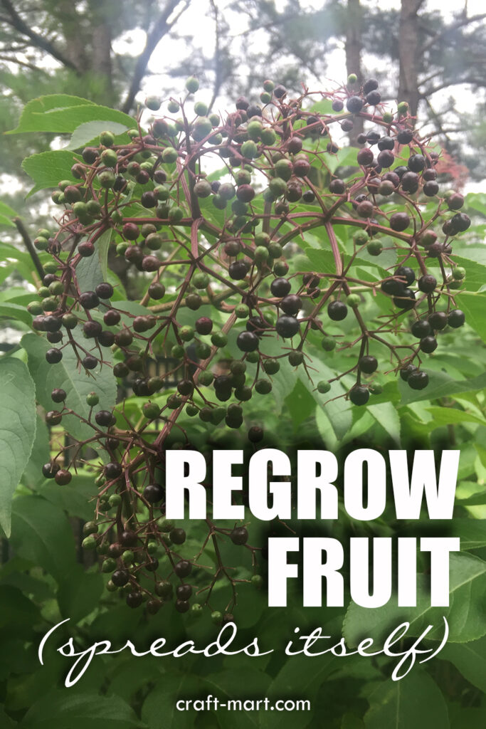 Growing Elderberries in Your Backyard