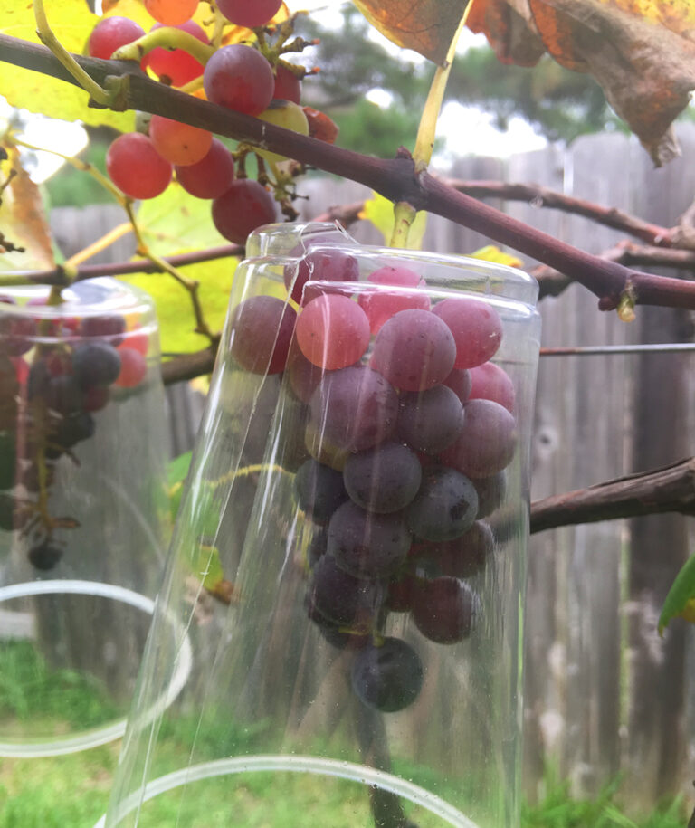 _FI_229_EASY_FRUIT_TO_GROW CraftMart