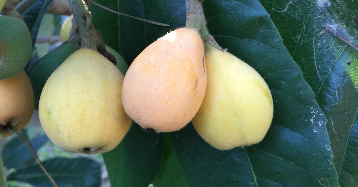 Easy Fruit to Grow CraftMart