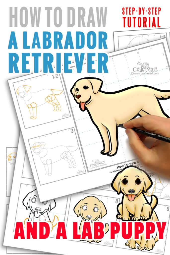 Labrador Retriever drawing tutorial