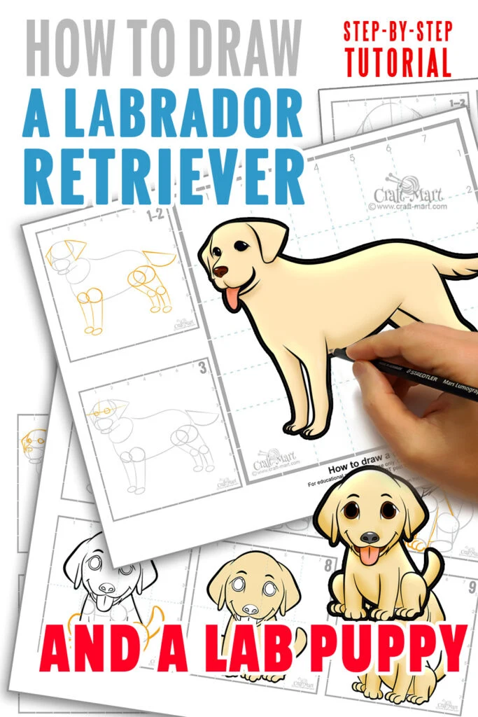 Labrador Retriever drawing tutorial