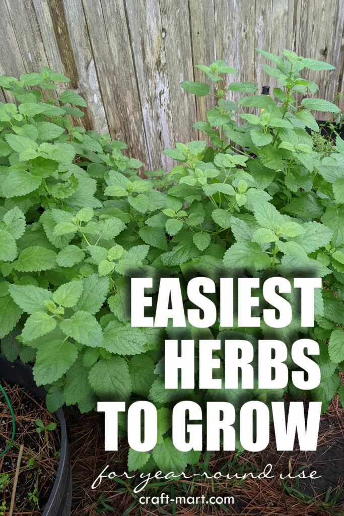 easiest herbs to grow