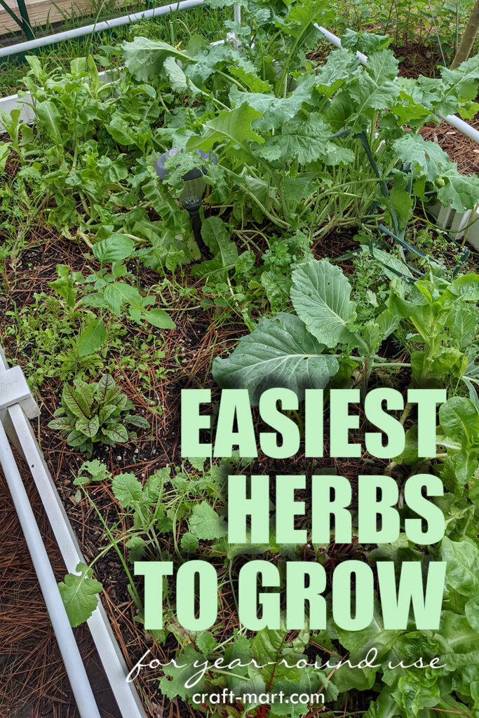 The Easiest Herbs to Grow in Your Garden