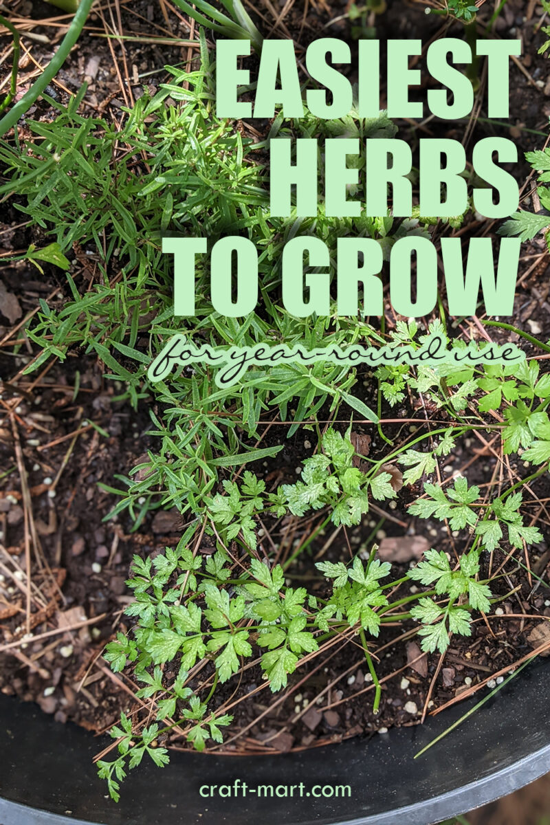 Easiest Herbs to Grow for YearRound Use CraftMart